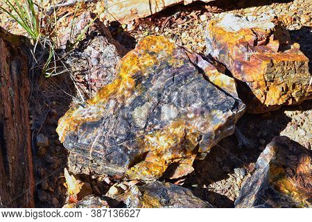 Petrified Wood Close Up, Colorful Shades Of Red, Orange, Purple, Yellow And Grey Example Of Fossiliz