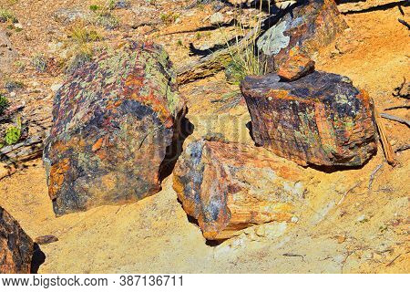 Petrified Wood Close Up, Colorful Shades Of Red, Orange, Purple, Yellow And Grey Example Of Fossiliz