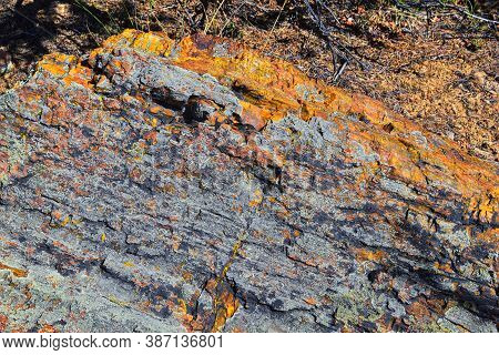 Petrified Wood Close Up, Colorful Shades Of Red, Orange, Purple, Yellow And Grey Example Of Fossiliz