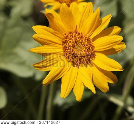 Arrowleaf Balsamroot (balsamorhiza Sagittata) Yellow Wildflower In Beartooth Mountains, Montana