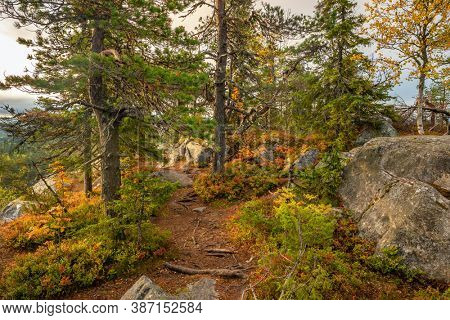 Narrow path through the colorful autumn forest. Autumn view in Koli national park. Ruska season in Finland