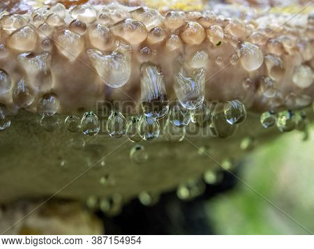 Drops Of Liquid Similar To Water At The Bottom Of A Tinder Mushroom, With The Latin Name Polyporacea