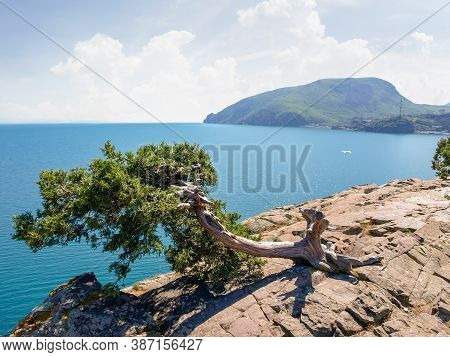 Old Tree Of Common Juniper With Twisted Trunk Growing On The Steep Rock Over Sea On A Background Of 