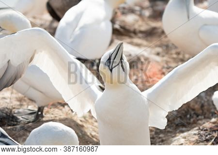 Northern Gannet With Spreadout Wings Landing Near His Mate In A Breeding Colony At Cliffs Of Helgola