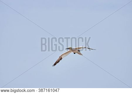 A Single White And Yellow Gannets Flies Through The Blue Sky. The Northern Gannet Has A Wide Wing Sp