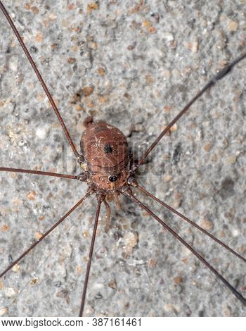 Macro Photography Of Harvestman Or Daddy Longlegs On The Wall