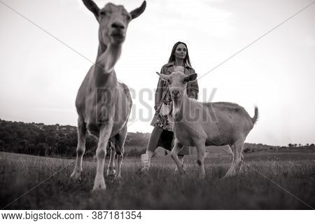 Handsome Female Shepherdess Walks In A Pasture Among A Herd Of Goats. Black And White Image.