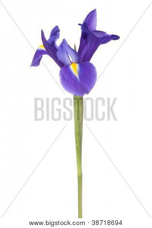 Blå iris eller blueflag blomst isoleret på hvid baggrund