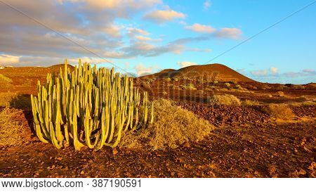 Gaunt landscape with cactus in the south of Tenerife at sundown, Canary Islands, Spain