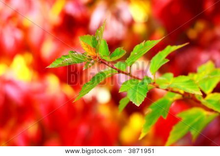 Foglie di autunno