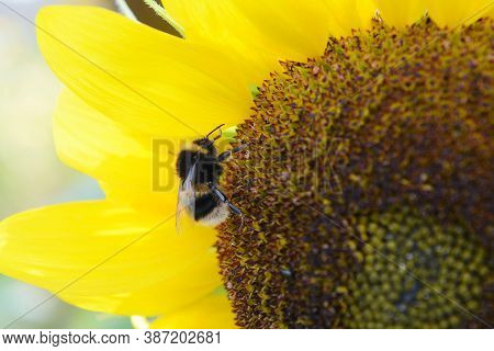 Close-up Of Furry Buff Tailed Bumblebee On The Flower Head Of A Bright Yellow Sunflower