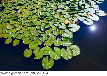 Nymphaeaceae Flowering Plants On The Water Surface . Water Lily With Green Leaves