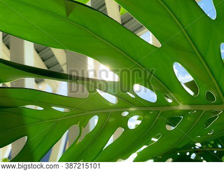 Closeup Under Green Leaf Of Monstera Deliciosa Or Swiss Cheese Plant With Sunlight At Indoor Garden.
