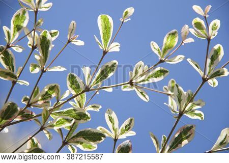Tree Branch Texture Of Terminalia Ivorensis Chev On Blue Sky Background. Green And White Leaves Of I