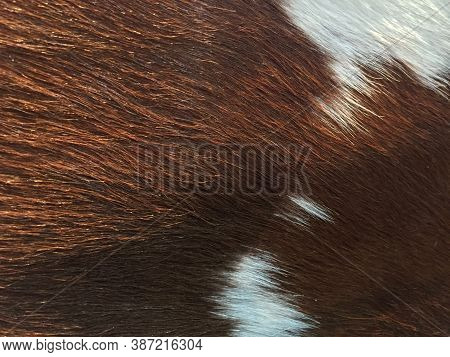 Closeup The Wool Of Cow, The Pattern Color Is White And Brown. It Is The Hair Forming The Coat Of An