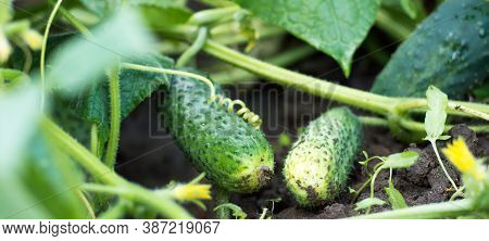 Fresh Cucumbers Grow On The Garden In Open Ground Against A Background Of Juicy Green Leaves, Close-