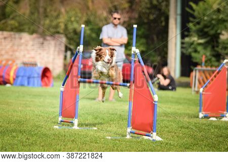 Redmerle Border Collie Is Jumping Over The Hurdles. Amazing Day On Czech Agility Competition.