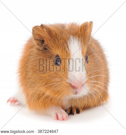 Guinea Pig Isolated On White Background. Funny, Guineapig.