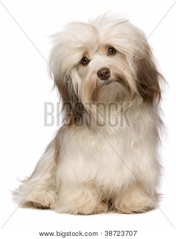 Krásné čokoládové Havanese pes