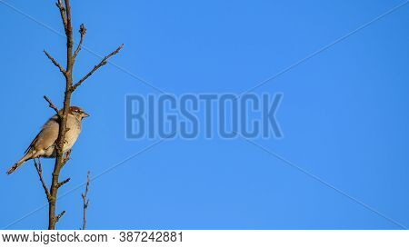 Single Male Sparrow (passer Domesticus) Siting On The Branch. Deep Blue Clear Sky In The Background.