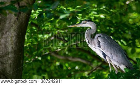 Single Large Grey Heron (ardea Cinerea) Hiden In Between Large Tree Branches. Long White Throat Lead
