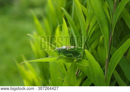 Green locust or big grasshopper hides in green leaves. Summer. Wildlife. Mimicry. Macro