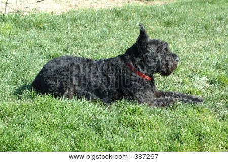 Rufus Schnauzer