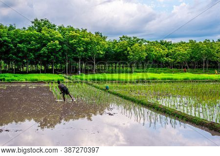 Pattalung, Thailand - Aug 29, 2020 : Rice Field, Agriculture, Paddy, With Farmer And White Cloud And
