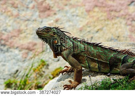 Green Iguana, Also Known As Common Or American Iguana, On Nature Background. Iguana Dragon