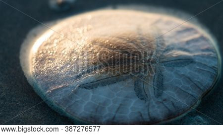 Sand Dollar On The Shore In California.