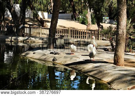 Guardamar, Alicante, Spain- September 13, 2020:pond With Ducks And Swans Surrounded By Green Vegetat