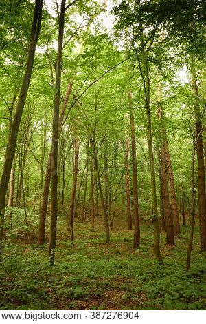 Green Forest Landscape. Green And Brown Background. Tranquil Woodland Scene. Scenic Forestscape