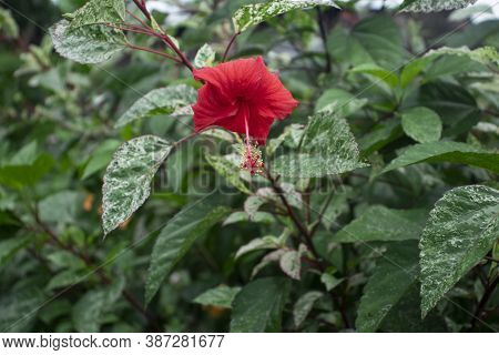 Red Hibiscus Flower(china Rose) Or Joba Flower