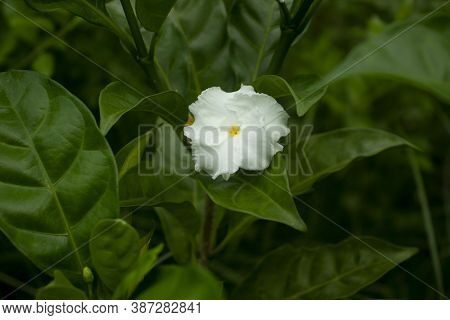 White Costus Flower Or Impatiens Flaccida Alba