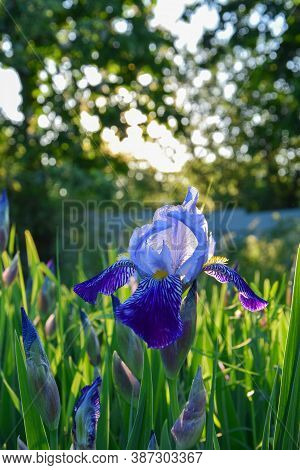 Blue Iris Flower At Sunset And Blurred Background. Voronezh Region. Russia