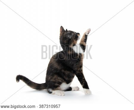 Tortoise Shell Catt On White