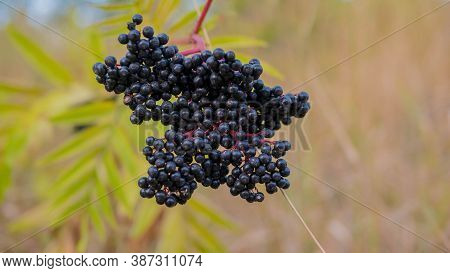 Elderberry Bush,ripelderberry Bush,ripe Elderberry Close-up,elderberry Cultivation On The Plantation