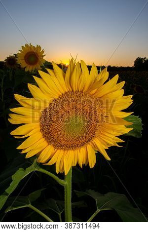 Sunflower In A Farm Field At Sunset In Summer In Rural Midwest United States.