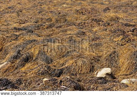 Intertidal Flat Covered By Seaweed In Brittany