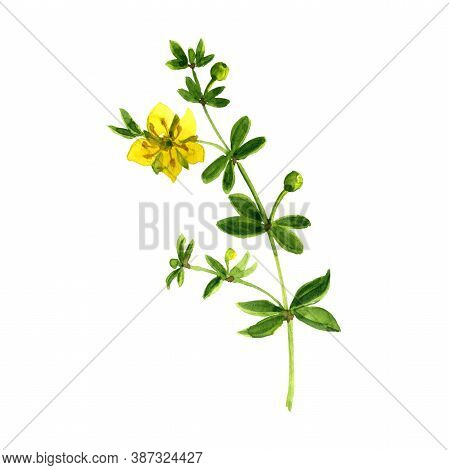 Watercolor Drawing Chaparral, Larrea Tridentata , Hand Drawn Illustration