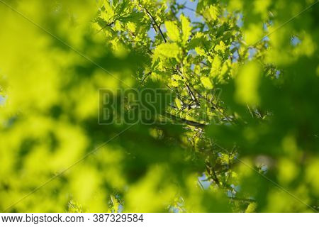 Juicy Grass And Leaves Taken Off A Large Plateau In The Setting Sun, Many Details