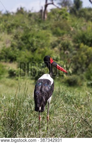 Saddle-billed Stork, Or Saddlebill (ephippiorhynchus Senegalensis) Standing In Tall Grass In Kruger 