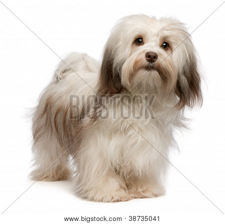Krásné čokoládové Havanese pes