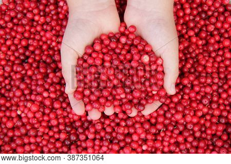 A Handful Of Delicious Lingonberries In The Hands Of A Little Boy On The Background Of Berries. Phot