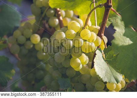 Close Up Picture Of Yellow Grape On The Bush In Sun Light. A Close Up Of Large Bunch Of Ripe Juicy G