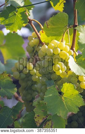 Close Up Picture Of Yellow Grape On The Bush In Sun Light. Chardonnay Wine Grapes In Vineyard Raw Re