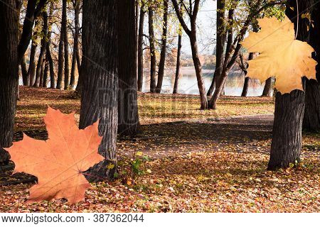 Autumn Landscape With Orange Fallen Leaves And Trees In The Forest. Yellow Maple Leaves In Foregroun