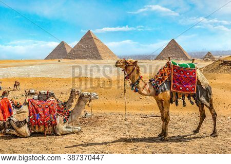 Camel Family Near Pyramids In Giza Desrt, Cairo