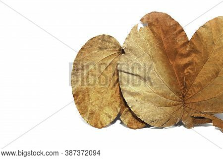 Golden Leaves On A White Background (bauhinia Aureifolia) Or Yandao Is A Rare, Auspicious Vine, Nati