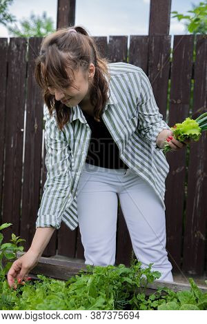 Attractive Happy Joyful Young Brunette Woman Picking Lettuce Leaves From Cottage Seedbed In Early Su